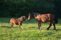 sejour equitation mjc ile aux tresors valbonne