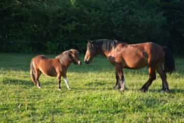 sejour equitation mjc ile aux tresors valbonne